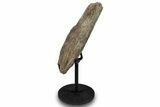 Fossil Hadrosaur Vertebra Process w/ Metal Stand - South Dakota #294815-2